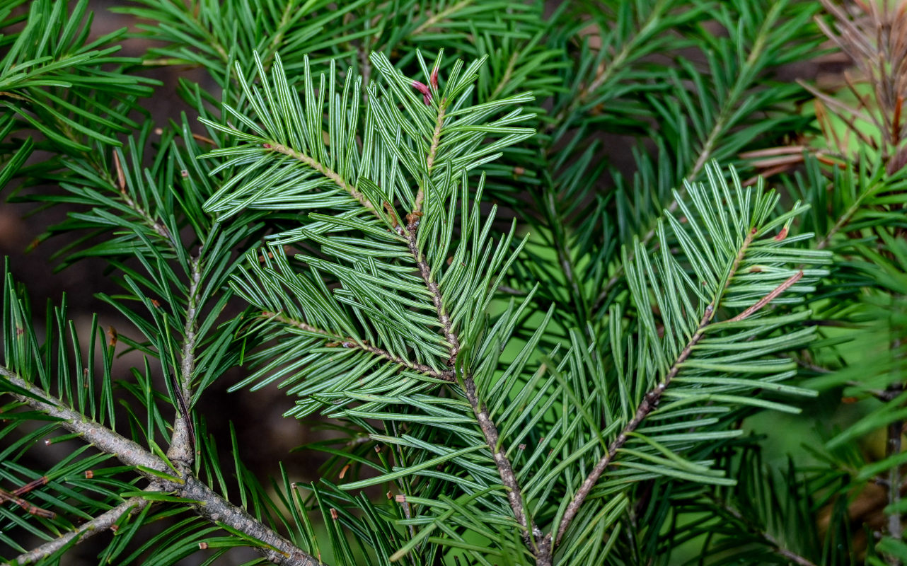 Изображение особи Abies sachalinensis.