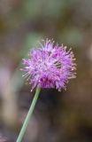 Allium globosum