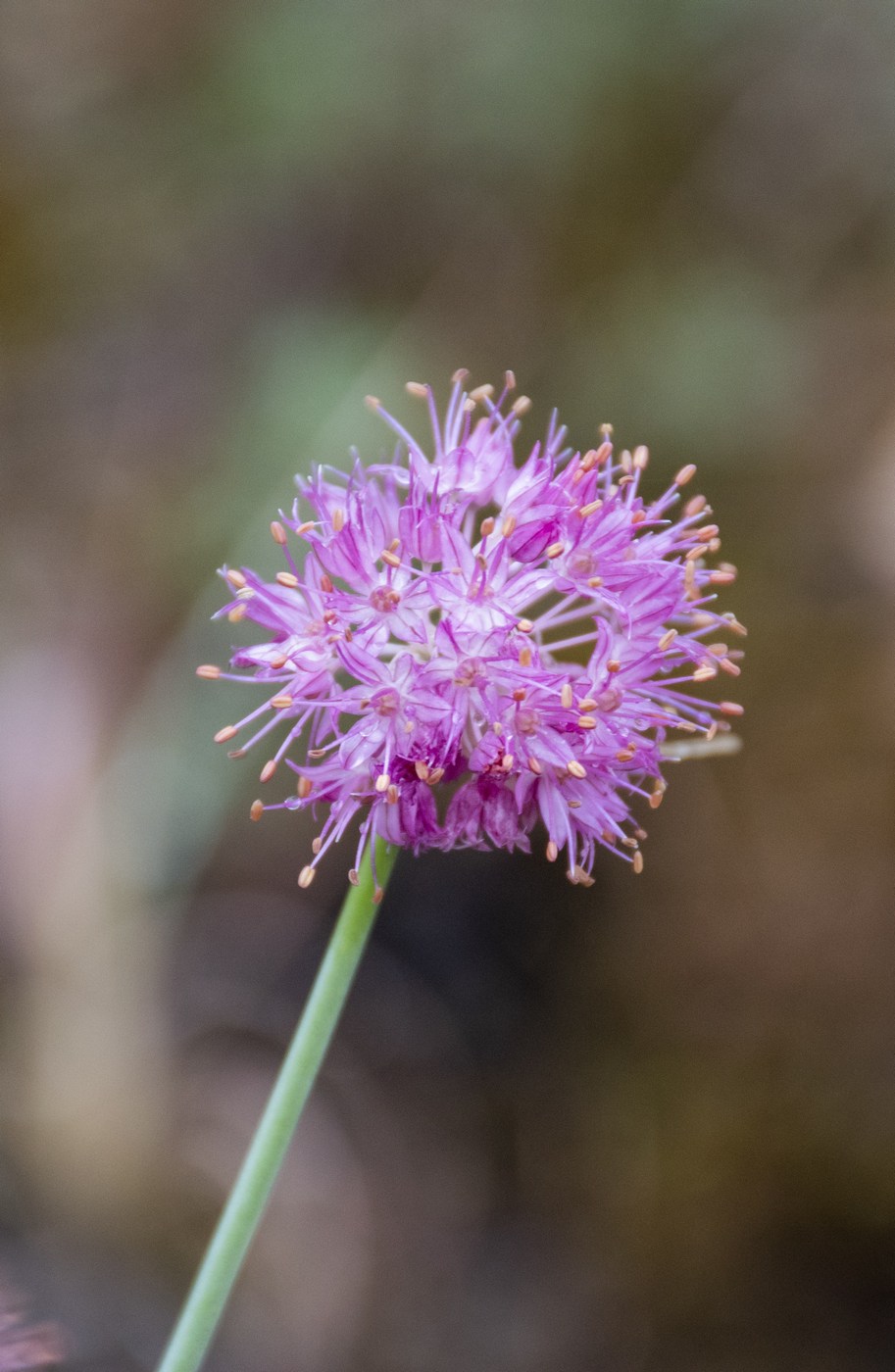 Изображение особи Allium globosum.