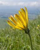 Tragopogon reticulatus. Верхушка побега с соцветием. Карачаево-Черкесия, Зеленчукский р-н, гора Джисса, ≈ 1600 м н.у.м., субальпийский луг. 14.06.2024.