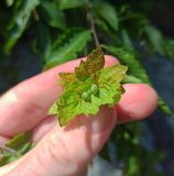 Carpinus orientalis