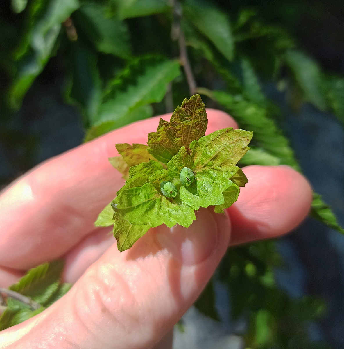 Изображение особи Carpinus betulus.