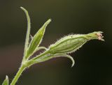 Silene noctiflora. Верхушка побега с отцветшим цветком и бутоном. Приморский край, г. Находка, у жилого дома, по краю посадок Syringa amurensis. 21.09.2024.