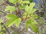 Viburnum sargentii. Верхушка ветви с соцветием. Хабаровский край, окр. г. Комсомольск-на-Амуре, правый берег ручья Тёплый Ключ. 25.05.2024.