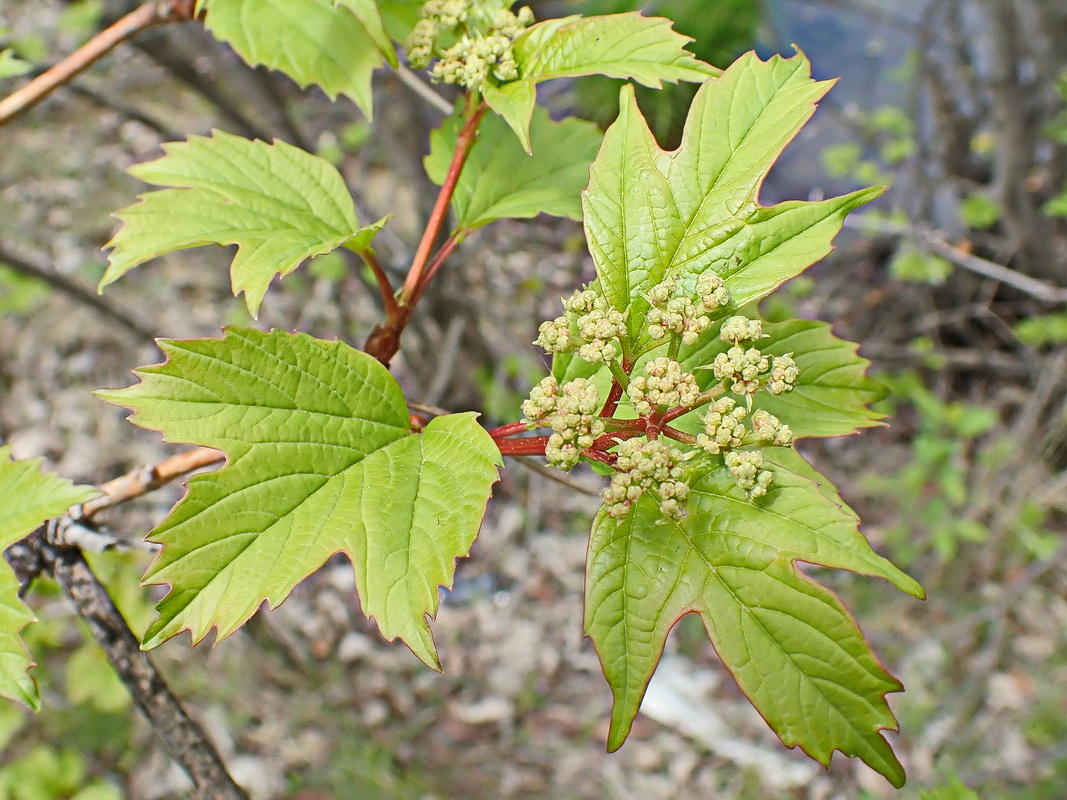 Image of Viburnum sargentii specimen.