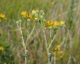 Senecio grandidentatus. Общие соцветия. Ульяновская обл., Мелекесский р-н, пойма р. Бирля, местами заболоченный солоноватый луг. 05.08.2023.