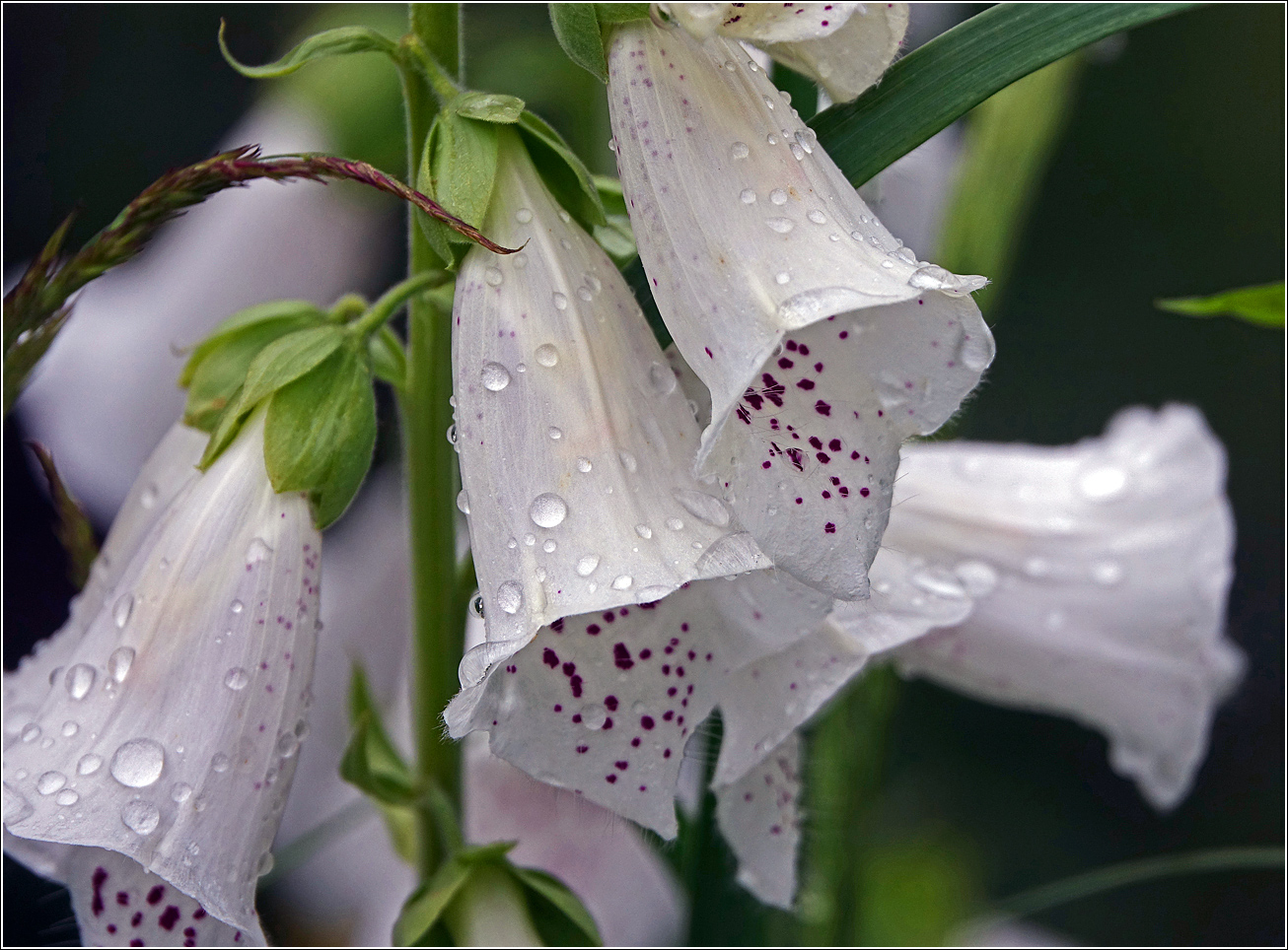 Image of Digitalis purpurea specimen.