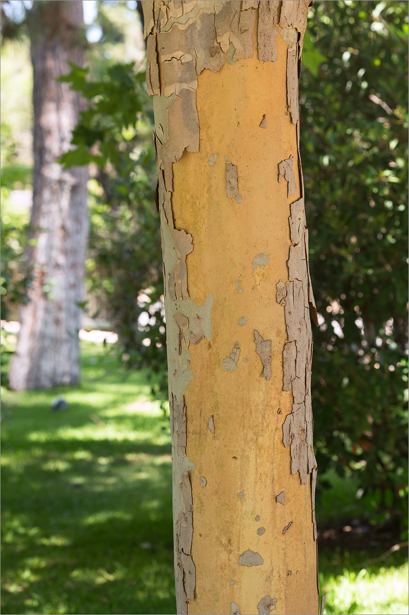 Изображение особи Platanus &times; acerifolia.