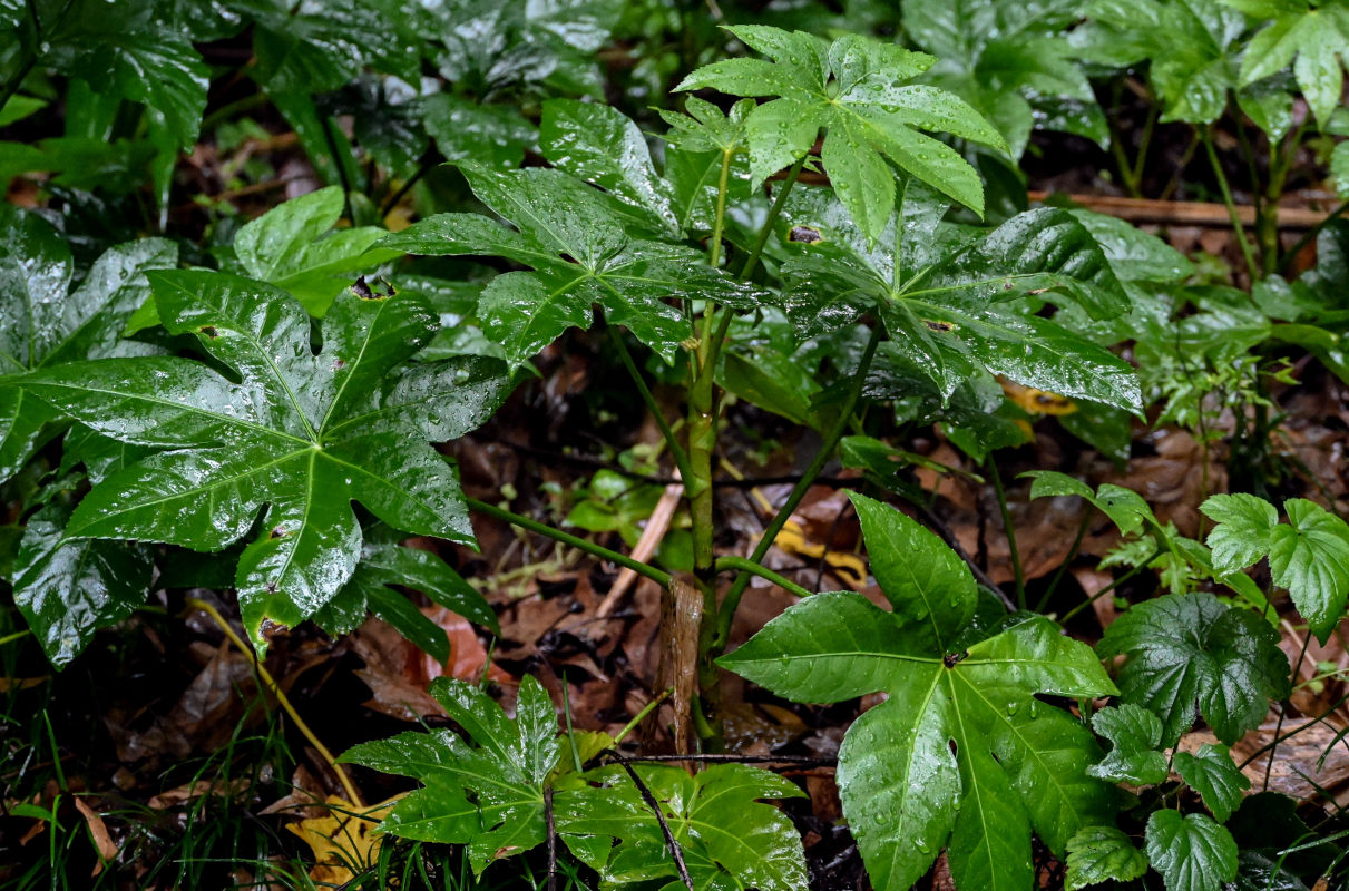 Изображение особи Fatsia japonica.