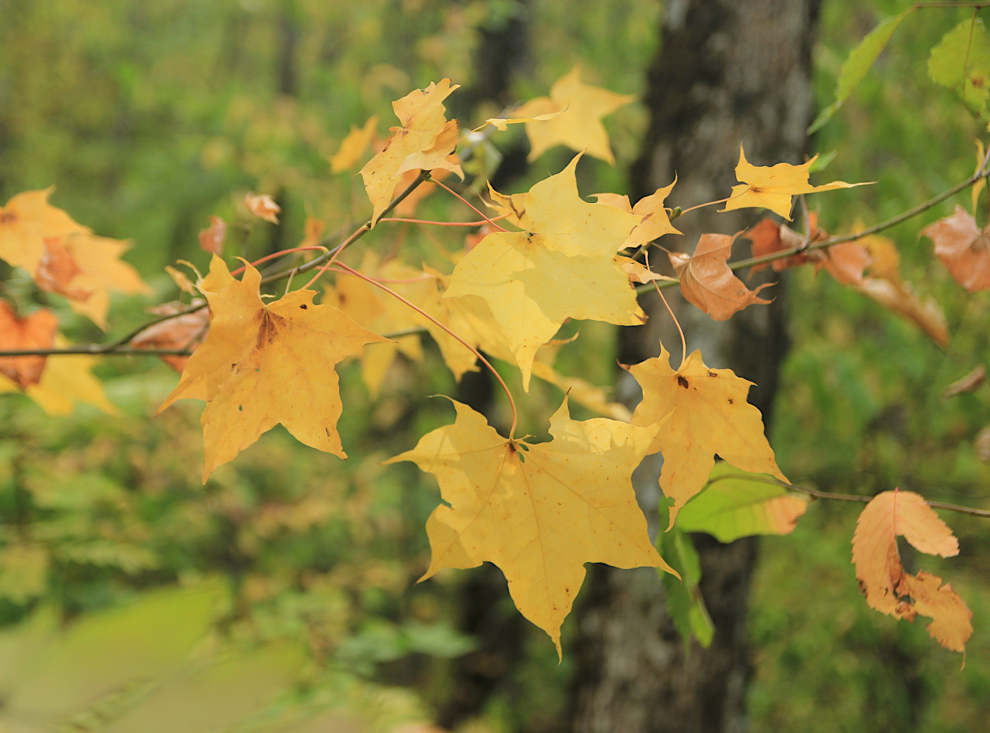 Image of Acer cappadocicum specimen.