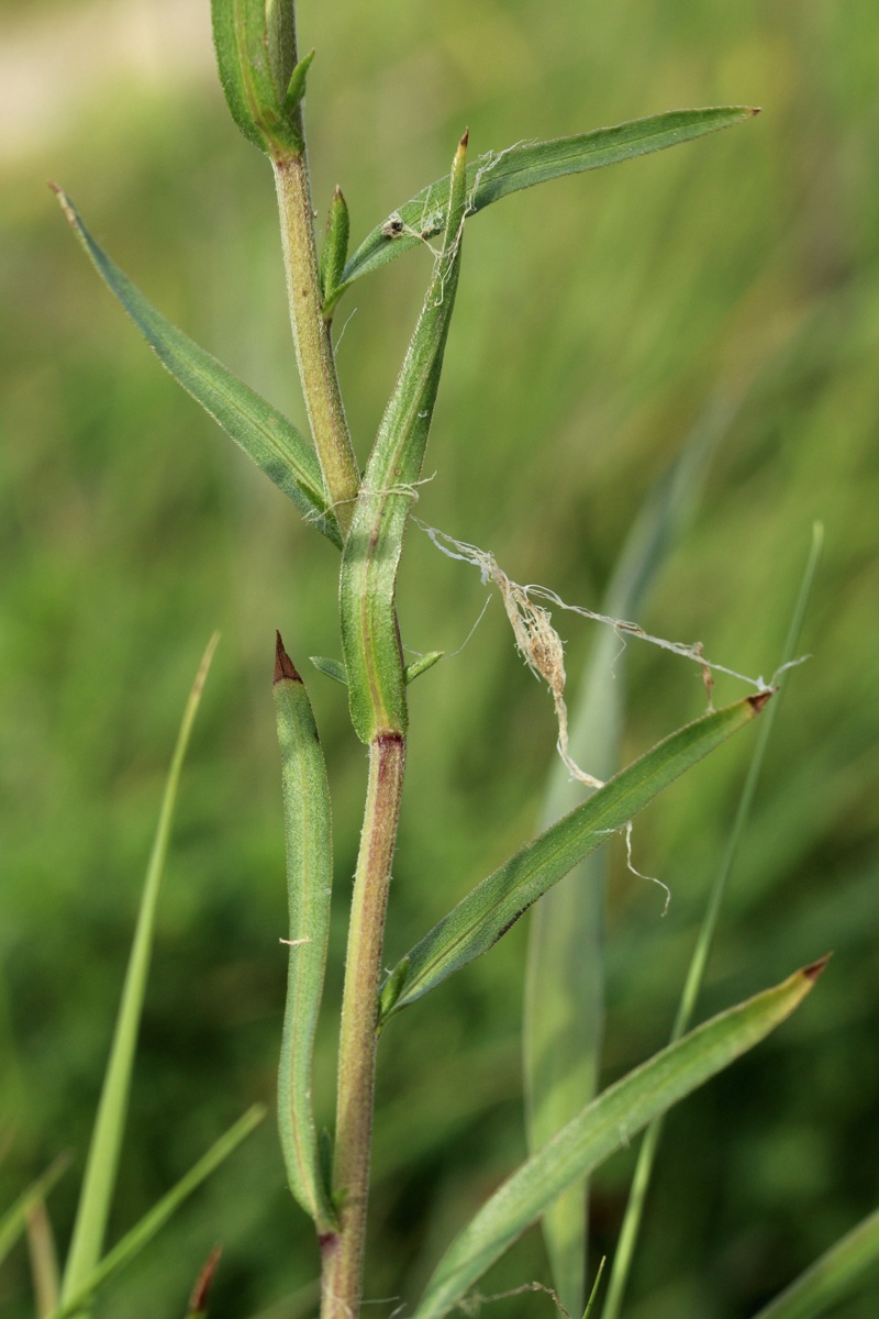 Image of Achillea ptarmica specimen.