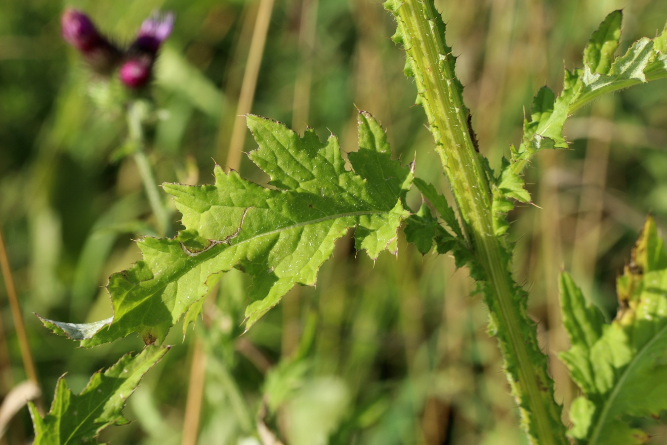 Изображение особи Carduus crispus.