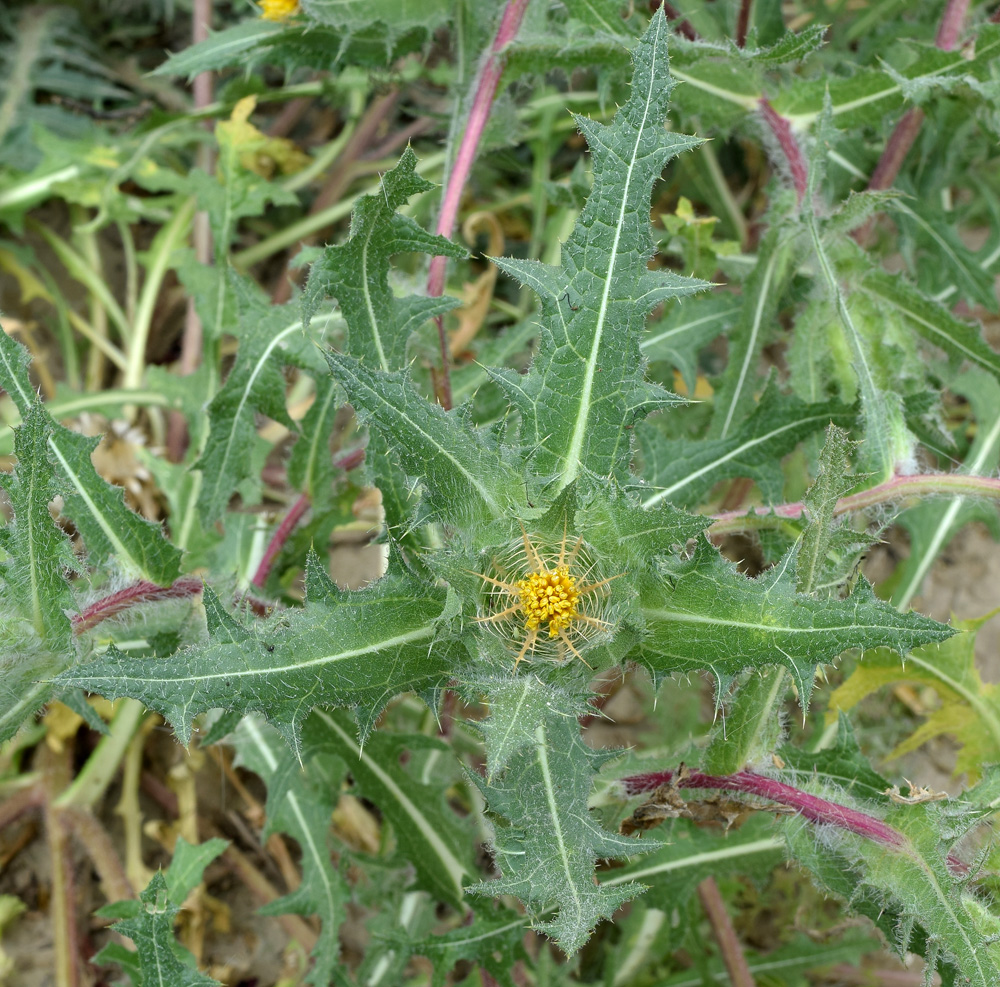 Image of Centaurea benedicta specimen.