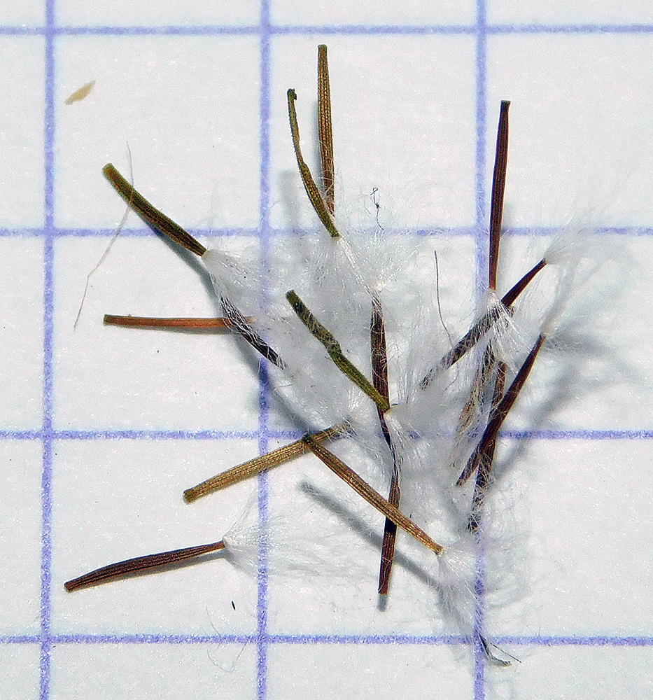 Image of Lagoseris sancta specimen.