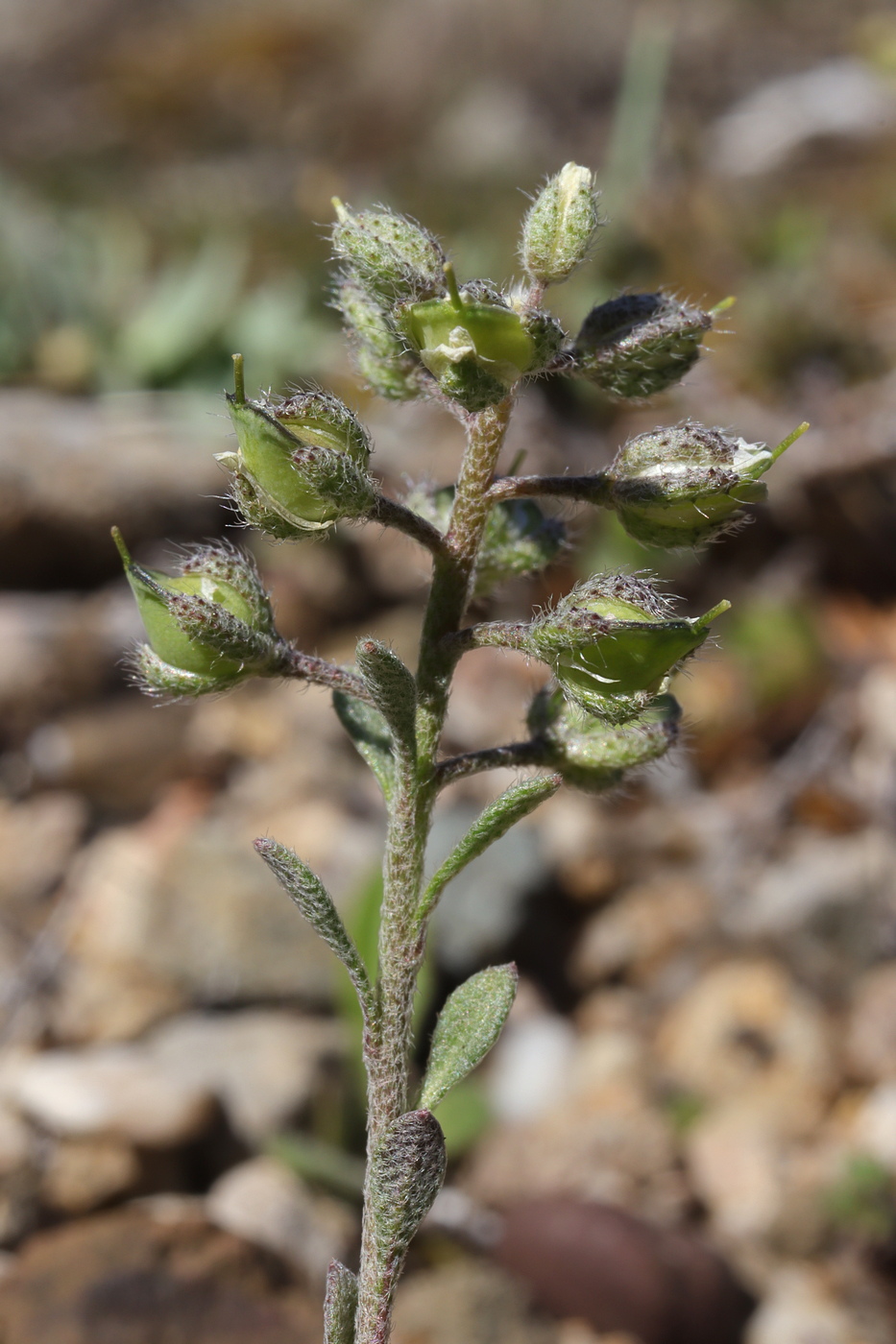 Image of Alyssum smyrnaeum specimen.