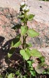 Alliaria petiolata