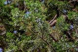 View full-size image Juniperus chinensis