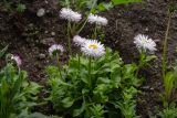 View full-size image Bellis perennis
