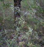 Смотреть изображение Gypsophila paniculata