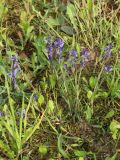 View full-size image Polygala amarella