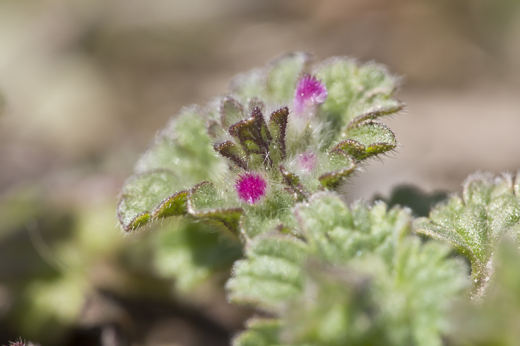 Image of Lamium amplexicaule specimen.