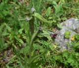 View full-size image Cynoglossum officinale