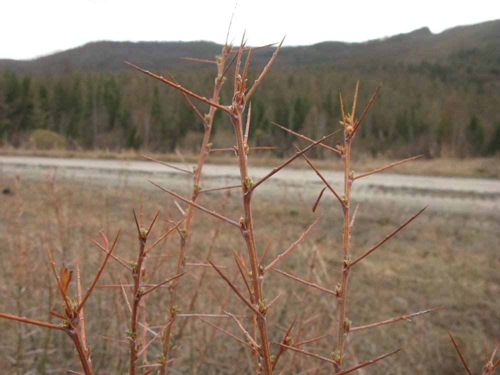 Image of Caragana spinosa specimen.