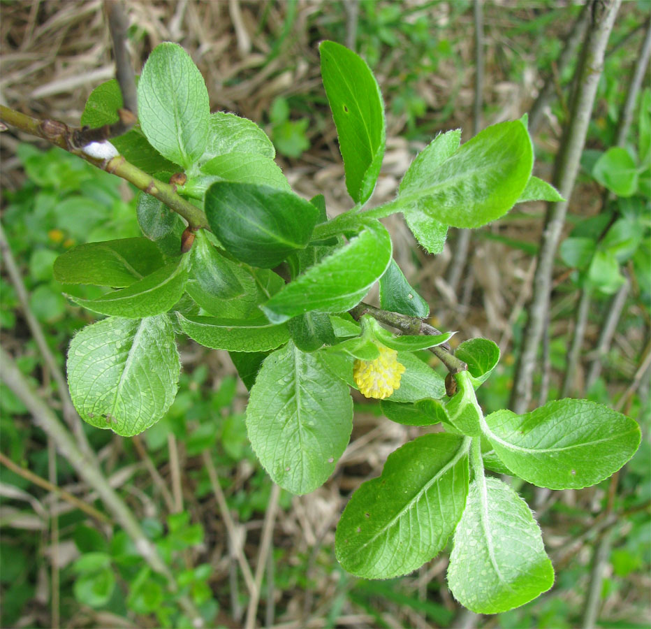 Image of Salix phylicifolia specimen.