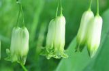 Polygonatum multiflorum. Цветки. Тверская обл., Весьегонский р-н, берег р. Реня в зоне подпора Рыбинского водохранилища, опушка леса. 02.06.2010.