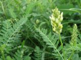 Astragalus cicer. Соцветие и листья. Север Кубани, станица Шкуринская, балка Сухая. 19.06.2011.