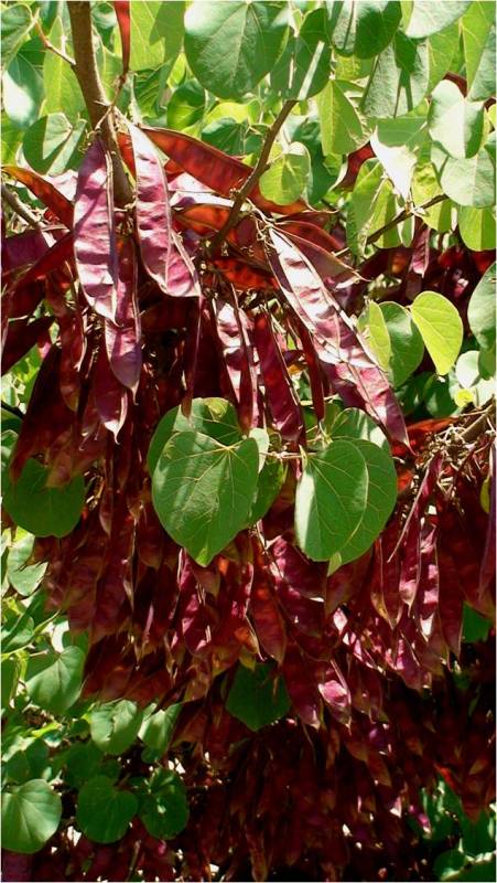 Image of Cercis griffithii specimen.