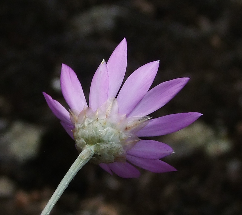 Image of Xeranthemum annuum specimen.