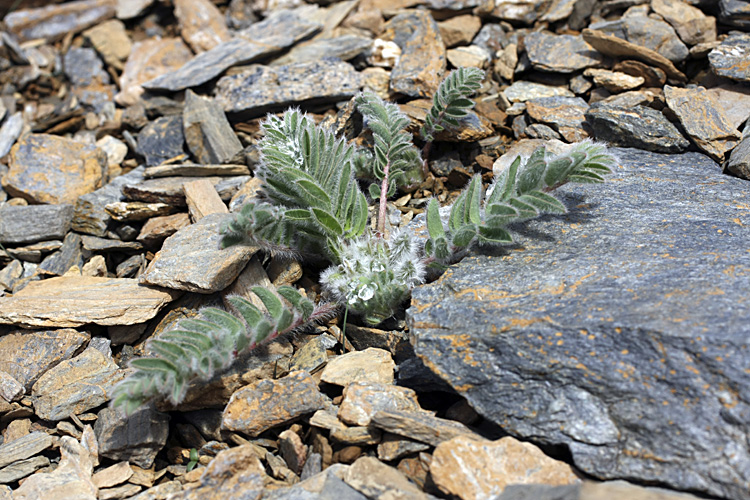 Изображение особи род Astragalus.