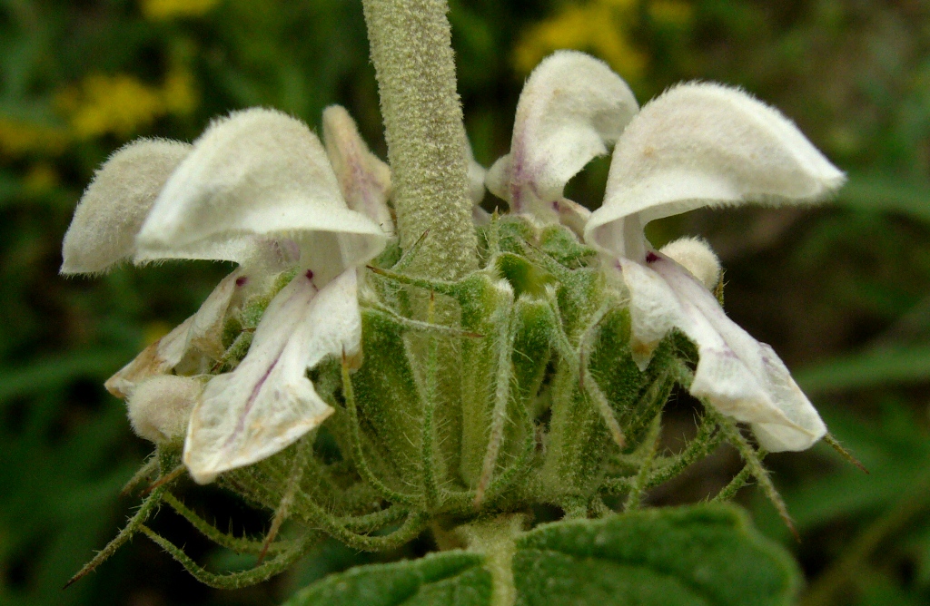 Image of Phlomis cancellata specimen.