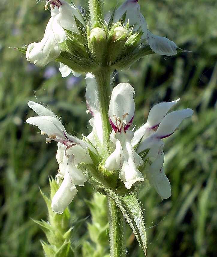 Image of Stachys atherocalyx specimen.