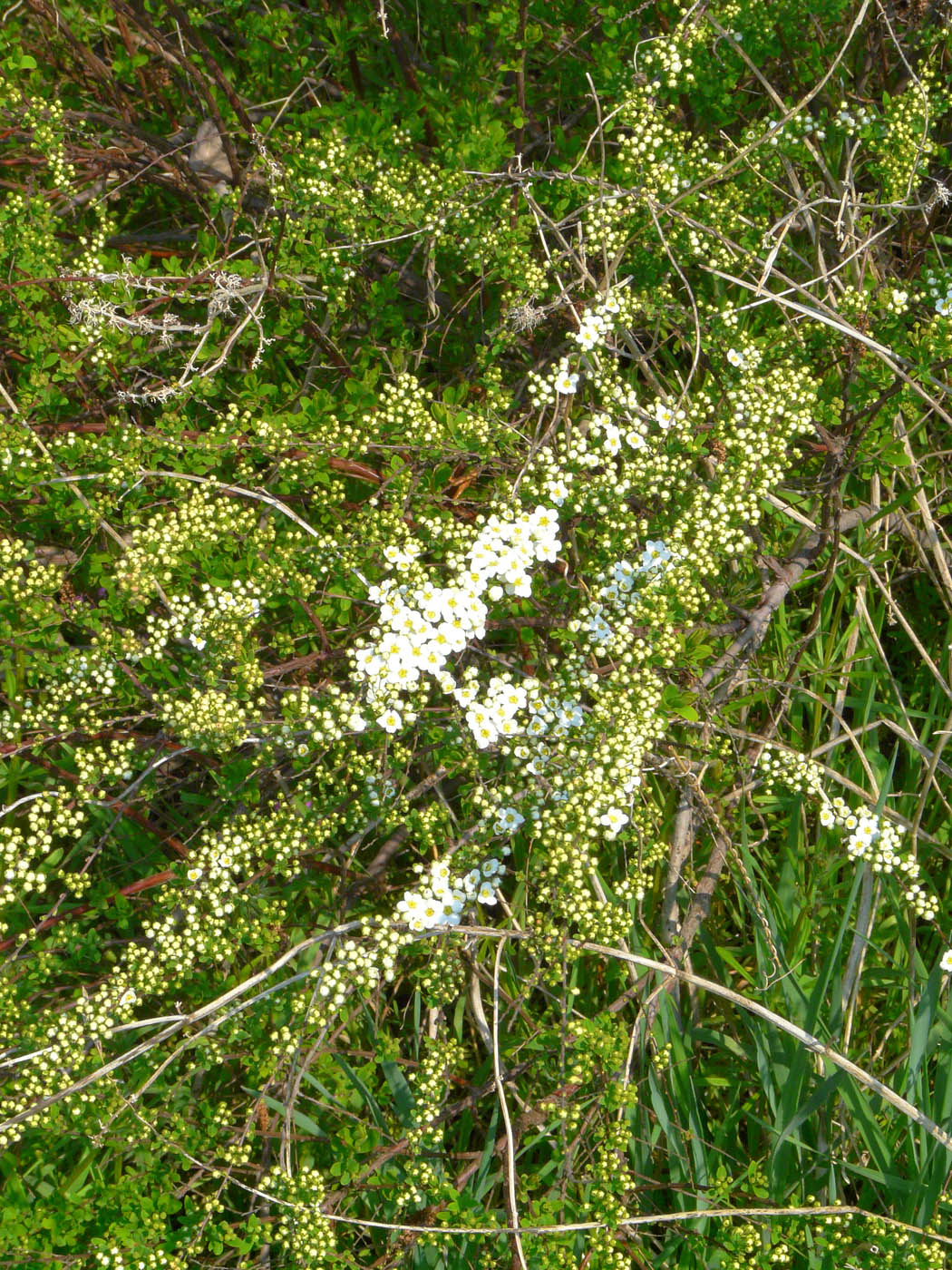 Image of Spiraea crenata specimen.