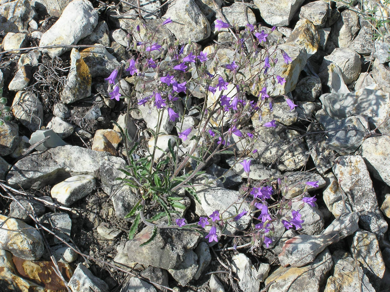 Image of Campanula sibirica specimen.