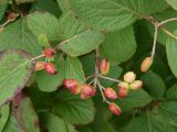 Viburnum burejaeticum. Ветвь с плодами. Приморье, Владивосток, Ботанический сад. 23.08.2009.