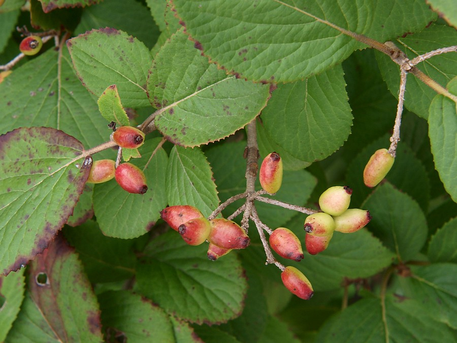 Изображение особи Viburnum burejaeticum.