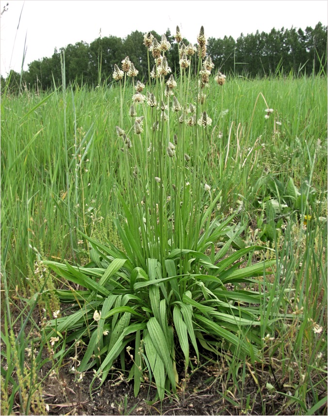 Изображение особи Plantago lanceolata.