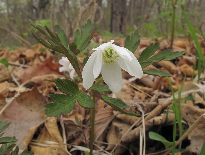 Image of Anemone amurensis specimen.