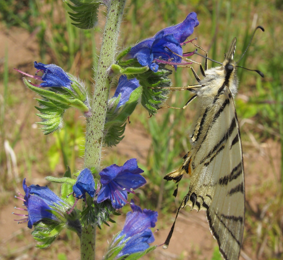 Image of Echium vulgare specimen.