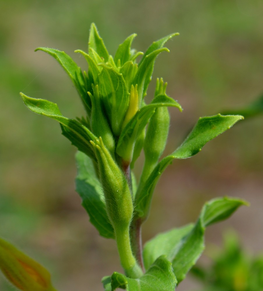 Image of Oenothera depressa specimen.