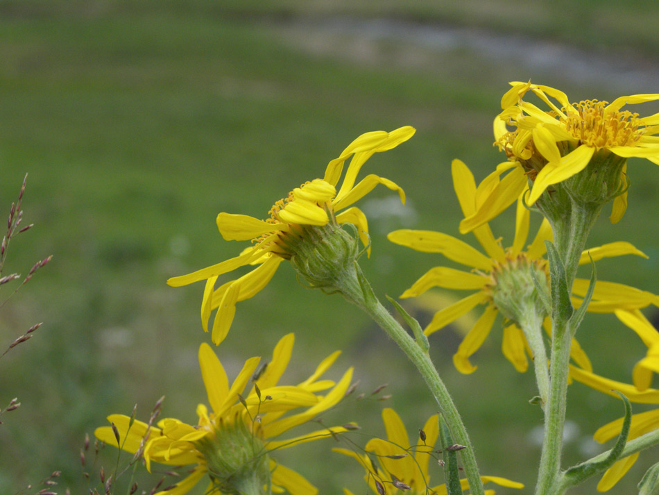 Image of Senecio buschianus specimen.