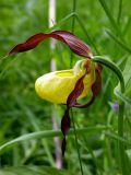 Cypripedium calceolus