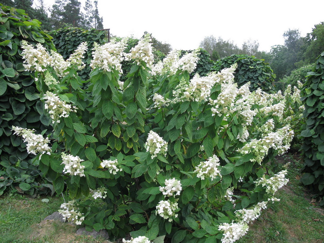 Image of Hydrangea paniculata specimen.