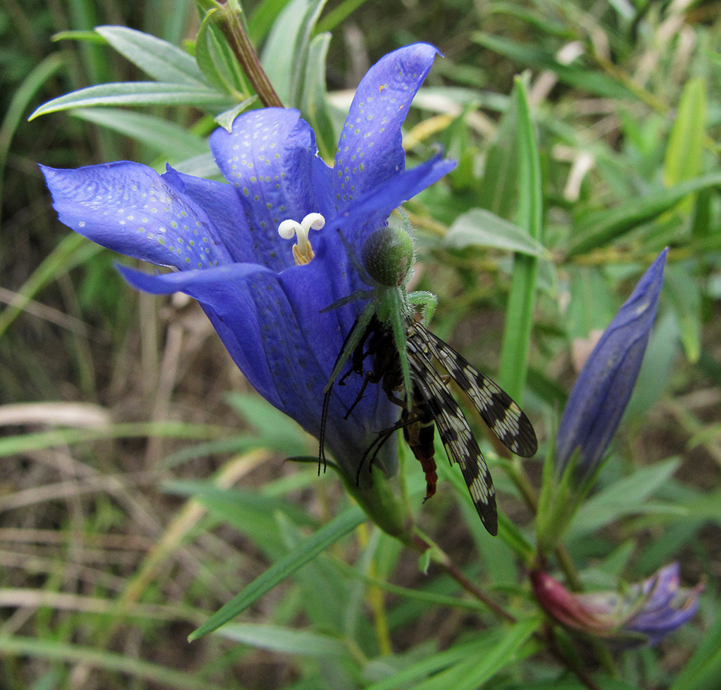 Изображение особи Gentiana pneumonanthe.