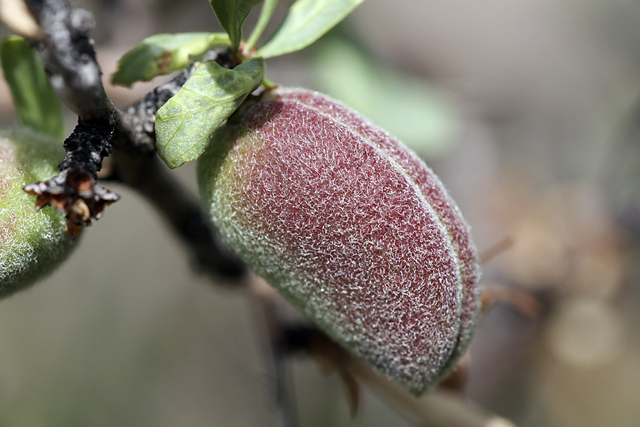 Image of Amygdalus spinosissima specimen.