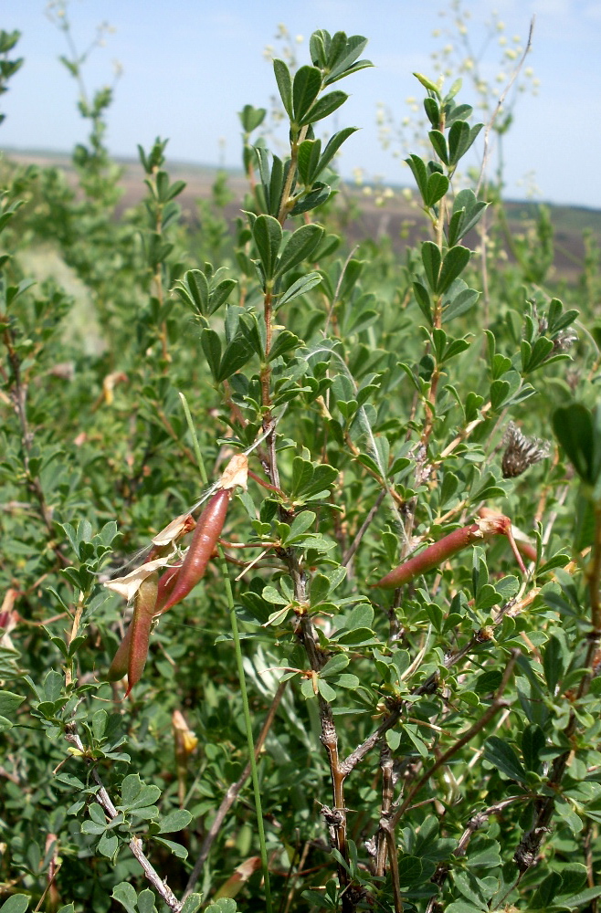 Image of Caragana frutex specimen.