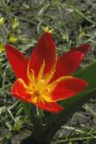 Tulipa kaufmanniana